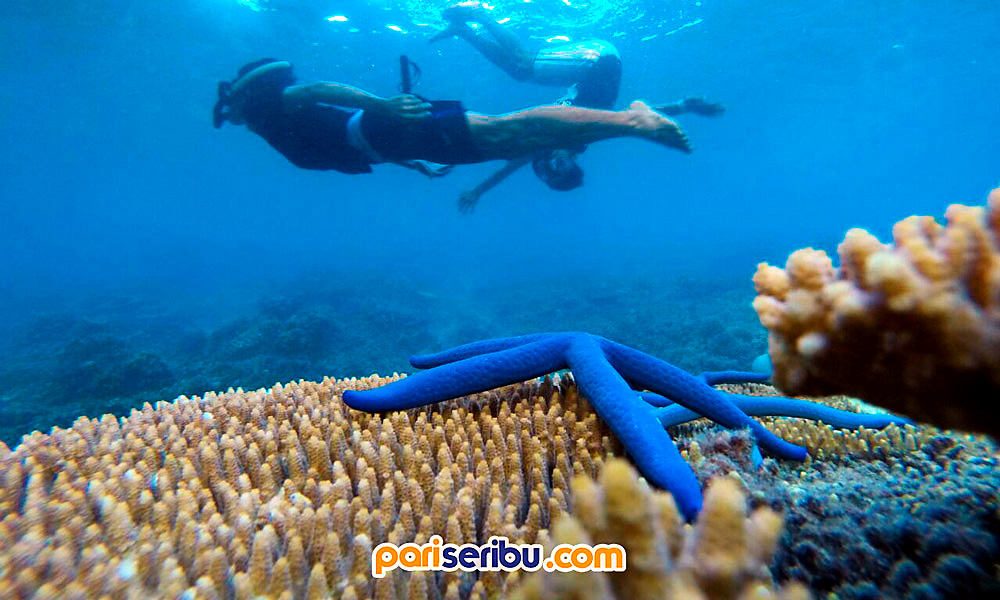 Pulau Pari - foto 2